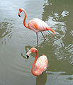 Rózsás flamingó (Phoenicopterus ruber)