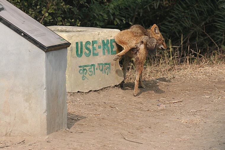 A golden jackal marks his territory with urine.[1]