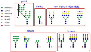 <i>N</i>-linked glycosylation Attachment of an oligosaccharide to a nitrogen atom