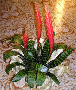 Vriezija (Vriesea splendens)