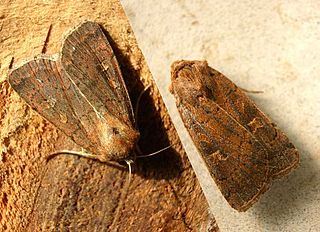 Square-spot rustic Species of moth