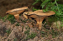 Pilkoji meškutė (Paxillus involutus)