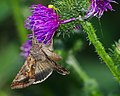 Autographa gamma on Carduoideae