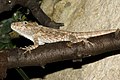 Anolis barbatus