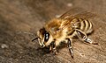 La abeja carniola o abeja cárnica, como normalmente es denominada la Apis mellifera carnica, es un subespecie de abeja melífera de Europa Occidental. Originaria de Eslovenia, tiene un área de distribución geográfica natural que abarca Austria, parte de Hungría, Rumania, Croacia, Bosnia y Herzegovina y Serbia. Fue introducida por el hombre a otros países o continentes, como Canadá, Estados Unidos y Sudamérica. Por Makro_Freak.