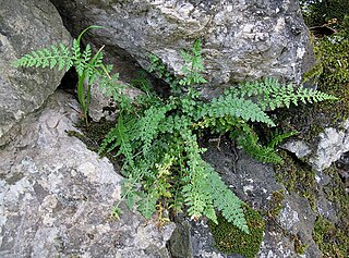 <i>Asplenium fontanum</i> Species of fern