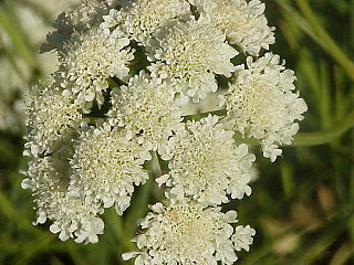 <i>Athamanta</i> Genus of flowering plants