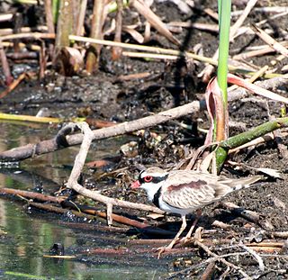 <span class="mw-page-title-main">Narran Wetlands</span> Protected area in New South Wales, Australia