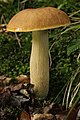 Boletus aestivalis