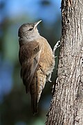 Brown Treecreeper.jpg