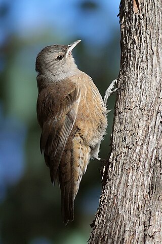 <span class="mw-page-title-main">Australasian treecreeper</span> Family of birds