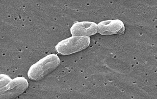 <i>Burkholderia cenocepacia</i> Species of bacterium