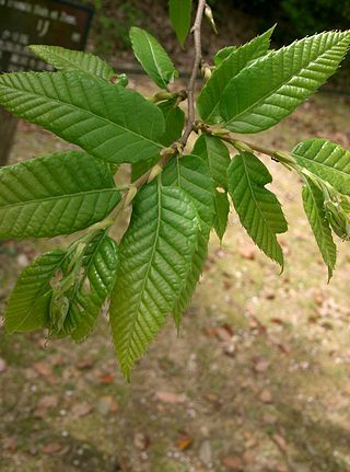 <i>Castanea crenata</i> Species of flowering plant