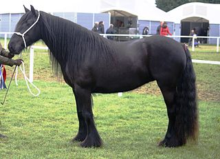 <span class="mw-page-title-main">Dales pony</span> British breed of horse