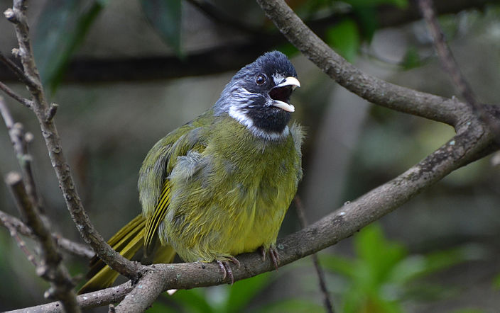 Bulbul à semi-collier