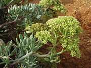 Meeresgemüse (Samphire) (Meerfenchel, Salz-Alant, Blutaparon vermiculare, Tecticornia spp., Sarcocornia spp. und Salty Fingers®)