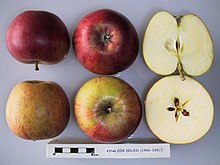 King Cox Cross section of King Cox (Giles), National Fruit Collection (acc. 1960-039).jpg