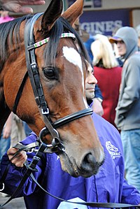 Enable prior to winning the Breeders' Cup Turf DSC 3343Enable.jpg