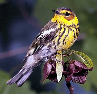 <span class="mw-page-title-main">Cape May warbler</span> Species of bird