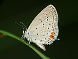 Cupido comyntas (eastern tailed blue) Adult, ventral view of wings.