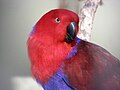 Eclectus