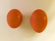 Comparison of an egg and an egg with a double-yolk (closed)