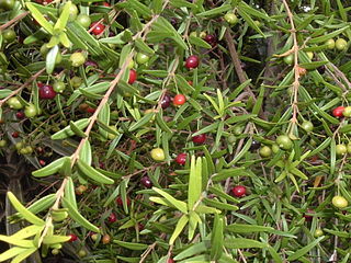 <i>Eugenia</i> Genus of flowering plants in the myrtle family Myrtaceae