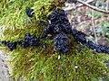 Exidia nigricans (Syn. E. plana), der Warzige Drüsling ist in Deutschland, Österreich und der Schweiz der häufigste Vertreter der Gattung.