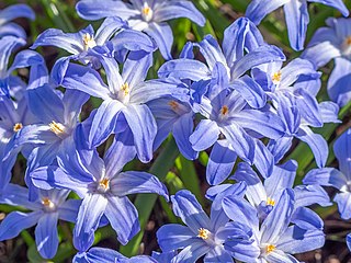 <i>Scilla luciliae</i> Species of plant in the family Asparagaceae