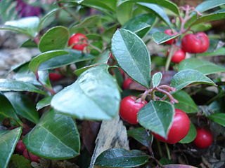 <i>Gaultheria procumbens</i> species of plant