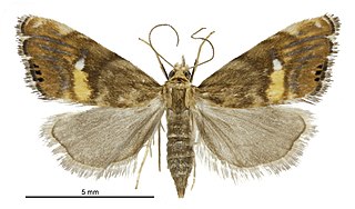 <i>Glaucocharis chrysochyta</i> Species of moth