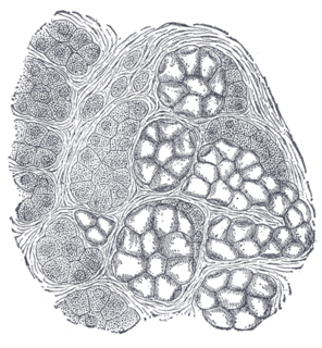 Gland Type of animal organ