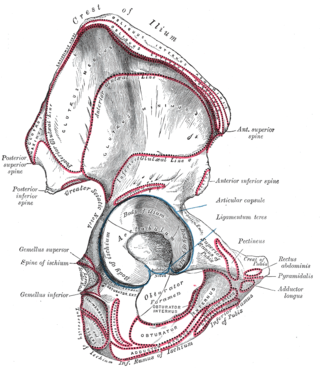 <span class="mw-page-title-main">Wing of ilium</span> Flat portion of the hip bone