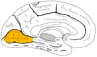 <span class="mw-page-title-main">Lingual gyrus</span> Gyrus of the occipital lobe of the brain