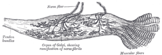 <span class="mw-page-title-main">Golgi tendon organ</span> Proprioceptive sensory receptor organ that senses changes in muscle tension