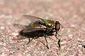 * Nomination Green bottle fly (Lucilia sericata). --Calibas 03:27, 22 November 2007 (UTC) * Promotion Good light and detail, sharp. -- Alvesgaspar 12:00, 22 November 2007 (UTC)