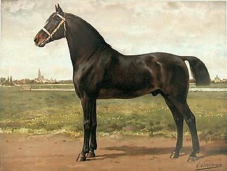 <span class="mw-page-title-main">Groninger</span> Dutch horse breed