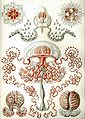 Anthoméduses par Ernst Haeckel dans Formes artistiques de la nature).