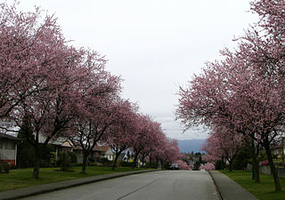 <span class="mw-page-title-main">Brentwood Park</span> Neighourhood in Burnaby, British Columbia