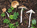 Barrets de bruixa (Inocybe rimosa)