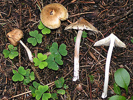 Stačioji plaušabudė (Inocybe rimosa)