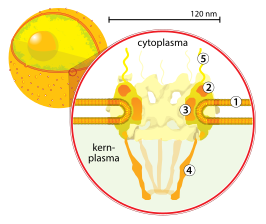 {Dwarsdoorsnede van een kernporie. (1) kernmembraan, (2) ringstructuur die de basis vormt van de porie, (3) tussenspaken, (4) korf en (5) de cytoplasmafilamenten.