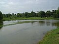 A tropical Cambodian wood