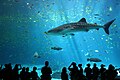 Macho de tiburón ballena (el mayor pez del mundo, con una longitud de 12 m) en el acuario de Georgia, el mayor del mundo, con 30.000.000 l de agua. Por commons:User:Zacwolf.