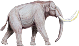 Mamut das estepas (Mammuthus trogontherii)