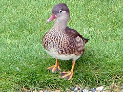 Mandarin Drake in Eclipse plumage