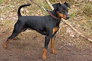 <span class="mw-page-title-main">Miniature Pinscher</span> Dog breed