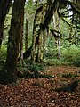 Moss and Licorice fern on Bigleaf maple in Hoh Rainforest in Olympic National Park, Washington