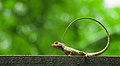 Image 46The oriental garden lizard, eastern garden lizard or changeable lizard (Calotes versicolor) is an agamid lizard found widely distributed in Asia. The pictured specimen was photographed at National Botanical Gardens, Dhaka. Photo Credit: Azim Khan Ronnie