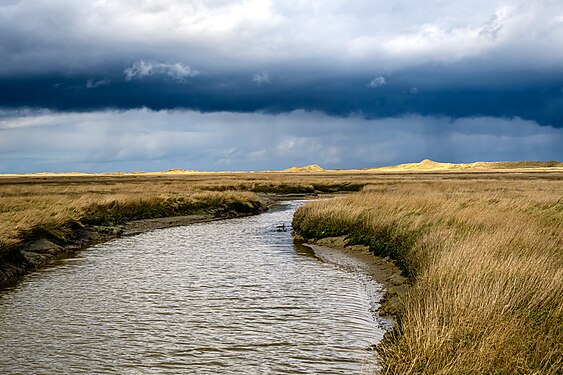 LANDSCAPE: Saltmarsh in the east of Spiekeroog, Lower Saxon Wadden Sea National Park Photograph: Stephan Sprinz